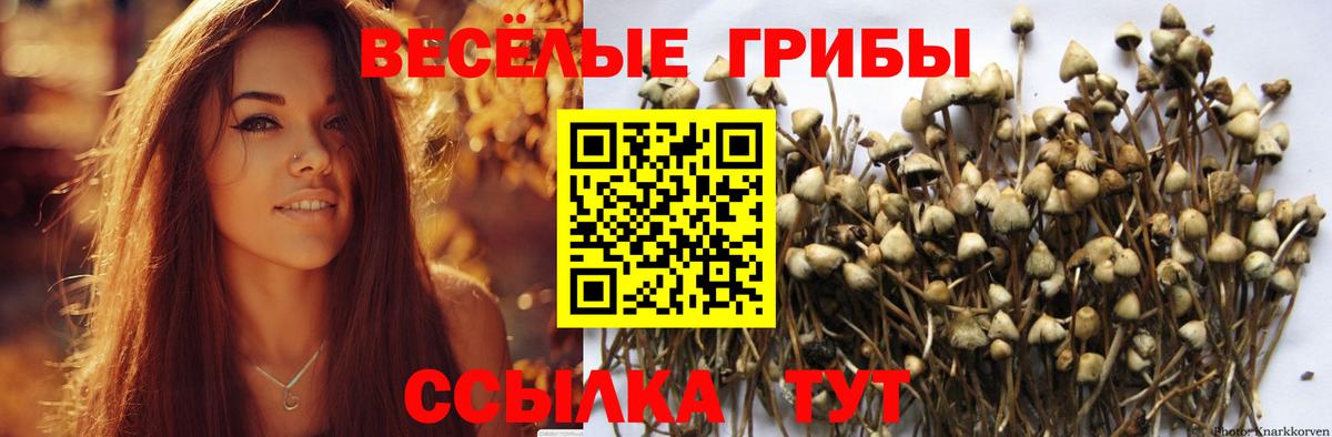 Псилоцибиновые грибы Psilocybine cubensis Нижнекамск